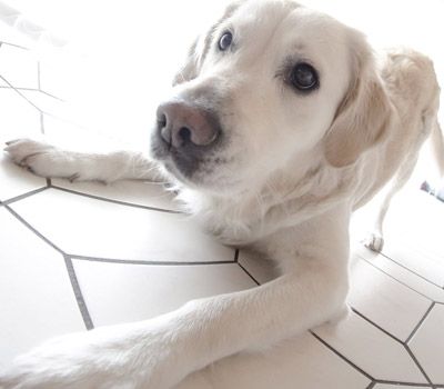 5 Smartest Dog Breeds Chosen by Veterinary Professionals